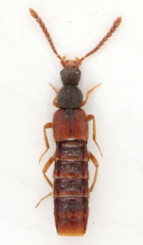 Rove beetle