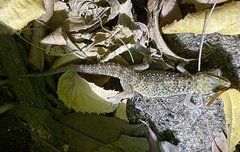Hemidactylus albituberculatus