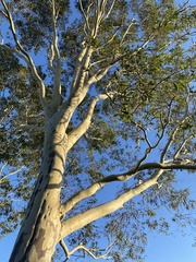 Corymbia maculata