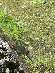 Pseudemys peninsularis