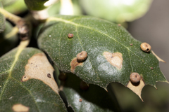 Dryocosmus minusculus