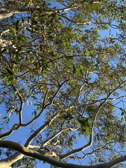 Corymbia maculata