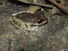 Pristimantis relictus