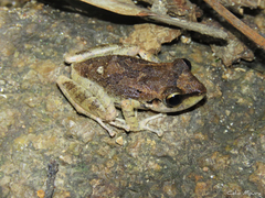 Pristimantis relictus