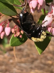 Bombus vosnesenskii