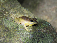 Pristimantis relictus