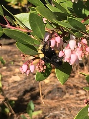 Bombus vosnesenskii