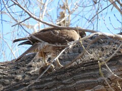 Sigmodon arizonae