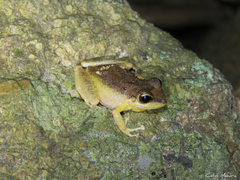Pristimantis relictus