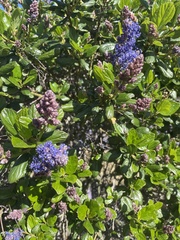 Ceanothus thyrsiflorus