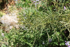 Baccharis