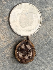 Elaphomyces muricatus