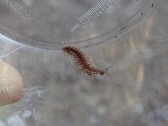 Polydesmus complanatus