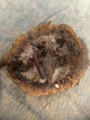 Elaphomyces muricatus