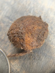 Elaphomyces muricatus