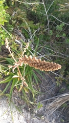 Dyckia encholirioides