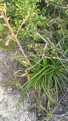 Dyckia encholirioides