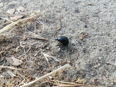 Chrysolina haemoptera