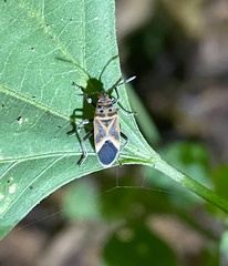 Graptostethus servus