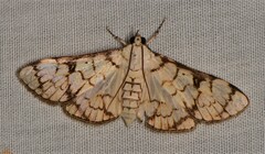 Aphytoceros lucusalis