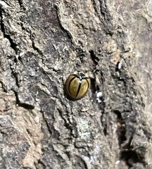 Cheilomenes propinqua vicina