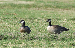 Branta hutchinsii leucopareia