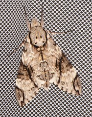 Psilogramma casuarinae