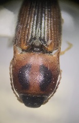 Conoderus auritus