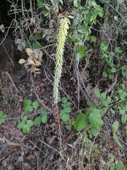 Umbilicus heylandianus
