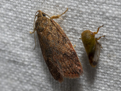 Oligoloba severa
