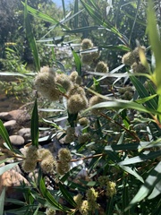 Metrosideros angustifolia