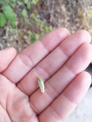 Umbilicus heylandianus