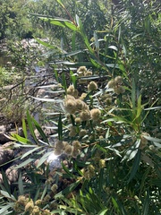 Metrosideros angustifolia