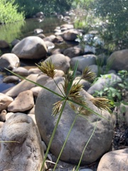 Cyperus polystachyos polystachyos