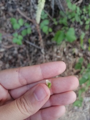 Umbilicus heylandianus