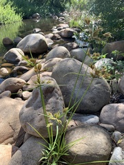 Cyperus polystachyos polystachyos