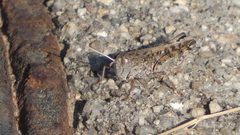 Calliptamus barbarus