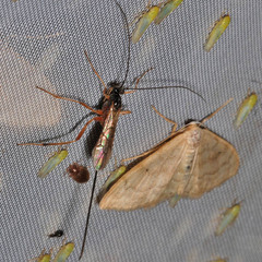 Macrocentrinae