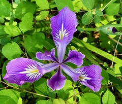 Iris tenax