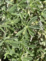 Lupinus albifrons