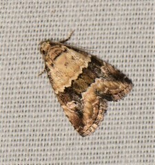 Maliattha amorpha