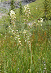 Melanthieae