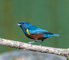 Euphonia pectoralis