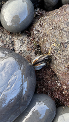 Mytilus californianus