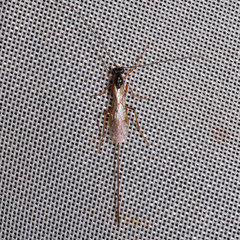 Macrocentrinae
