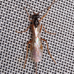 Macrocentrinae