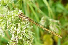Platycnemis acutipennis