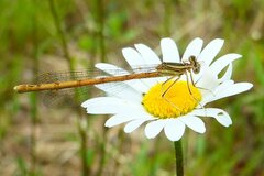 Platycnemis acutipennis