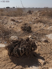 Anastatica hierochuntica