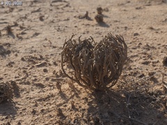 Anastatica hierochuntica